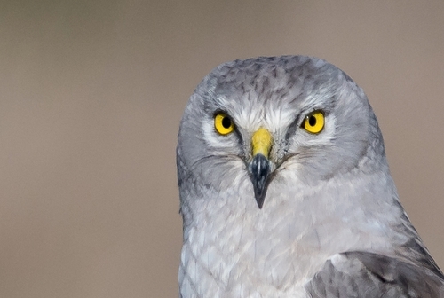 Northern Harrier, photo 3 of 8