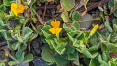 Medicago littoralis