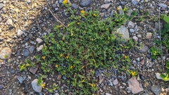 Medicago littoralis