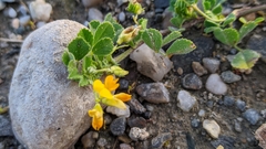 Medicago littoralis