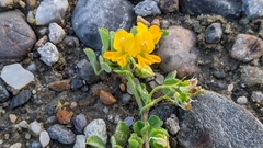 Medicago littoralis