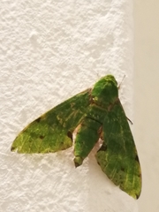 Euchloron megaera serrai