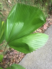 Licuala peltata
