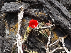 Disocactus ackermannii