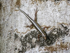 Sphenomorphus sanctus