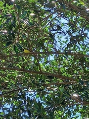 Setophaga citrina