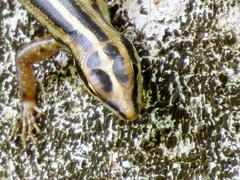 Sphenomorphus sanctus