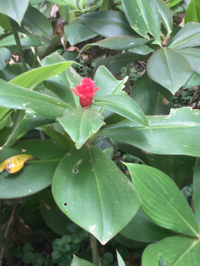 red rose ginger