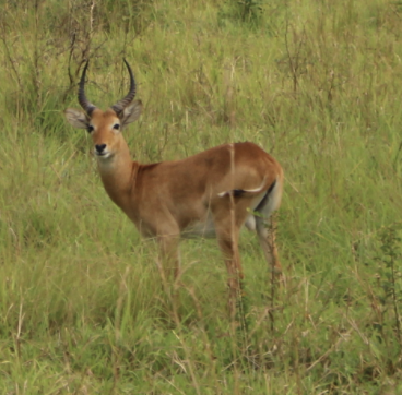 Ugandan Kob