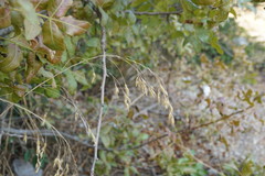 Piptatherum holciforme