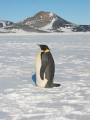 Aptenodytes forsteri