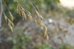 Piptatherum holciforme