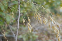 Piptatherum holciforme