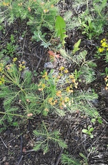 Euphorbia cyparissias