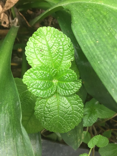 Pilea nummulariifolia