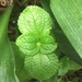 Pilea nummularifolia - Photo no rights reserved, uploaded by Scott Loarie