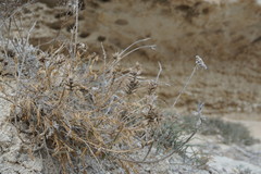 Astragalus onobrychis