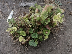 Angiospermae