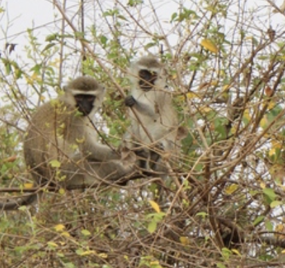 Tantalus Monkey