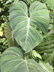 Philodendron gloriosum