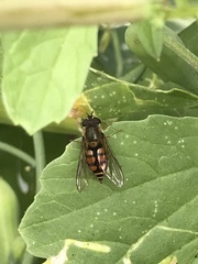 Syrphus octomaculatus