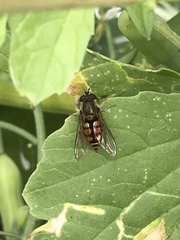 Syrphus octomaculatus
