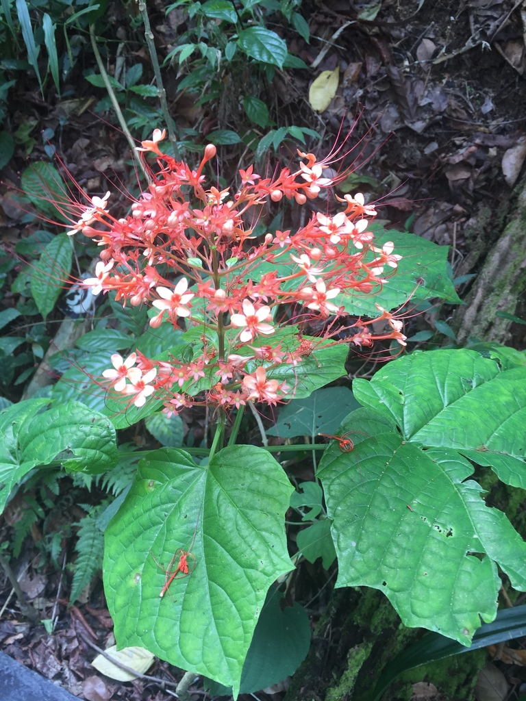 Pagoda Flower (Clerodendrum paniculatum) - Botanical Realm