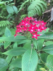 Pentas lanceolata