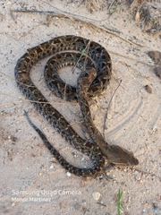 Bothrops asper