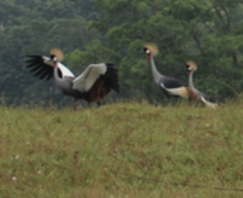 Gray Crowned-Crane