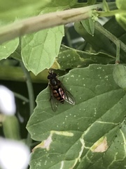 Syrphus octomaculatus