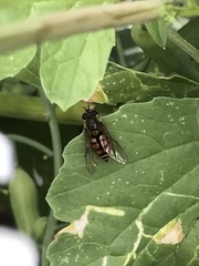 Syrphus octomaculatus