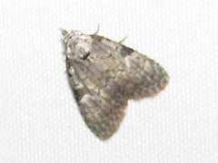 Nola triquetrana