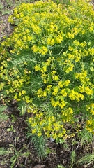 Euphorbia cyparissias