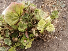 Angiospermae