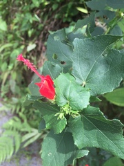 Malvaviscus penduliflorus