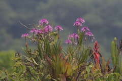 Image of Epidendrum imatophyllum