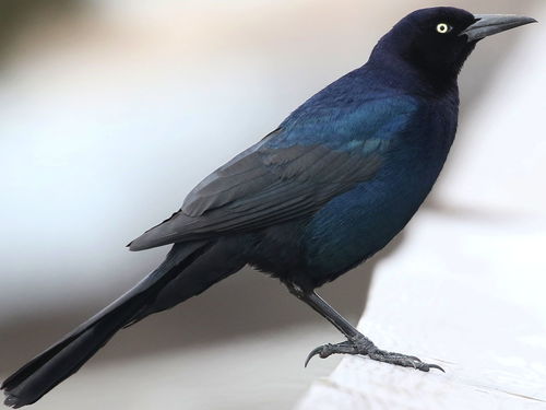 Boat-tailed Grackle, photo 6 of 10