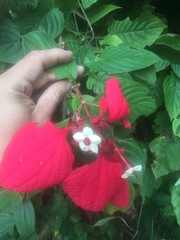 Mussaenda erythrophylla