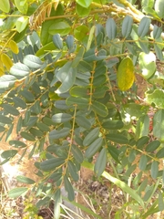 Poitea multiflora