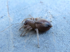 Porrhoclubiona leucaspis