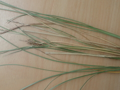 Carex litorosa