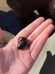 Lithobates palustris