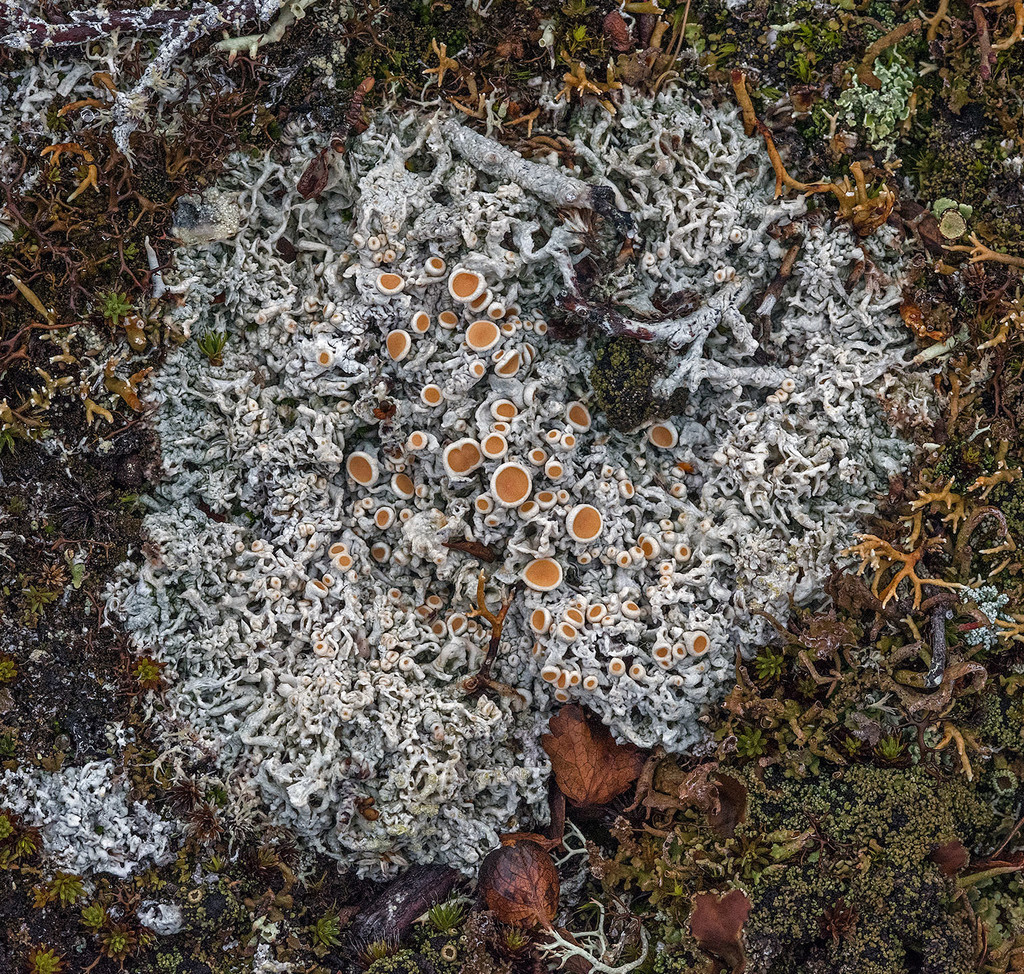 Arctic Saucer Lichen