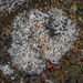 Arctic Saucer Lichen - Photo (c) Richard Droker, some rights reserved (CC BY-NC-ND)
