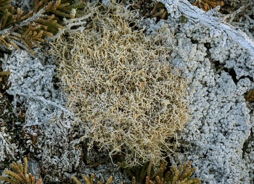 Arctic Saucer Lichen