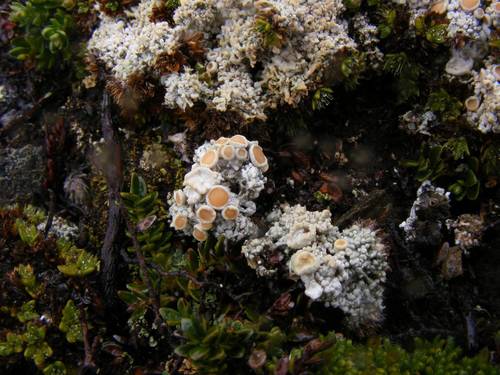 Arctic Saucer Lichen