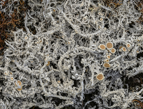 Arctic Saucer Lichen