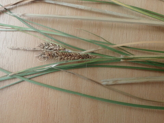 Carex litorosa