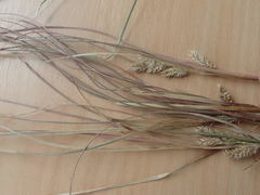 Carex pleiostachys